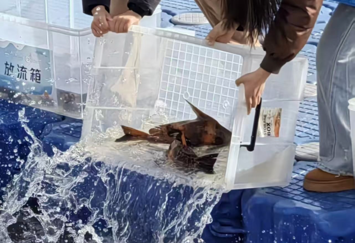 40万尾珍贵鱼苗放流长江，武汉启动长江冬季生态“进补”