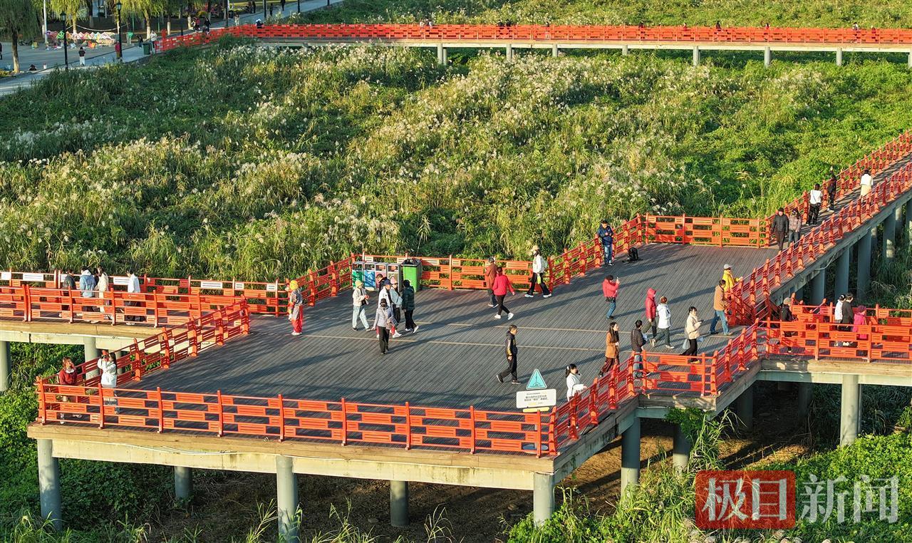 荻花盛放，汉口江滩迎来冬日盛景