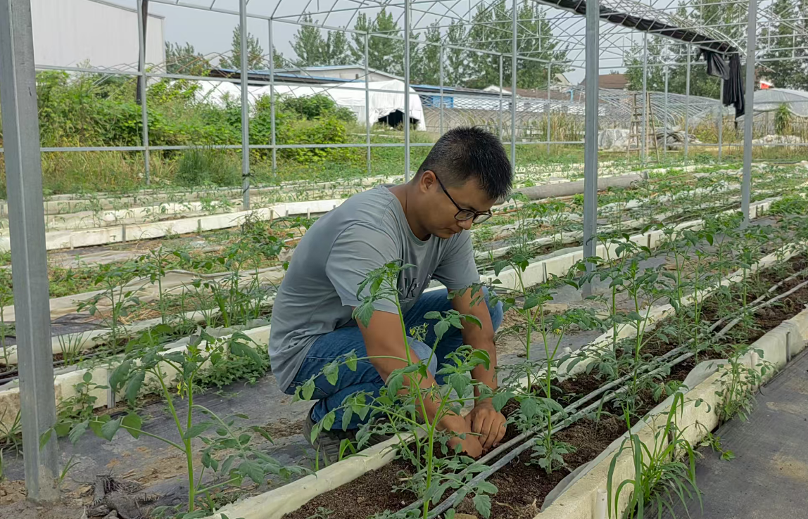 一颗小番茄 带富一方人