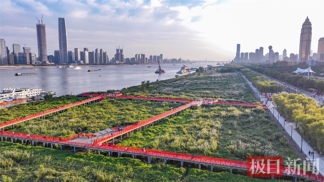 荻花盛放，汉口江滩迎来冬日盛景