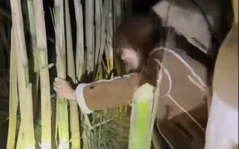 极目锐评丨四川“9.9元偷甘蔗”火了！“偷感”狂欢背后的风险不可忽视