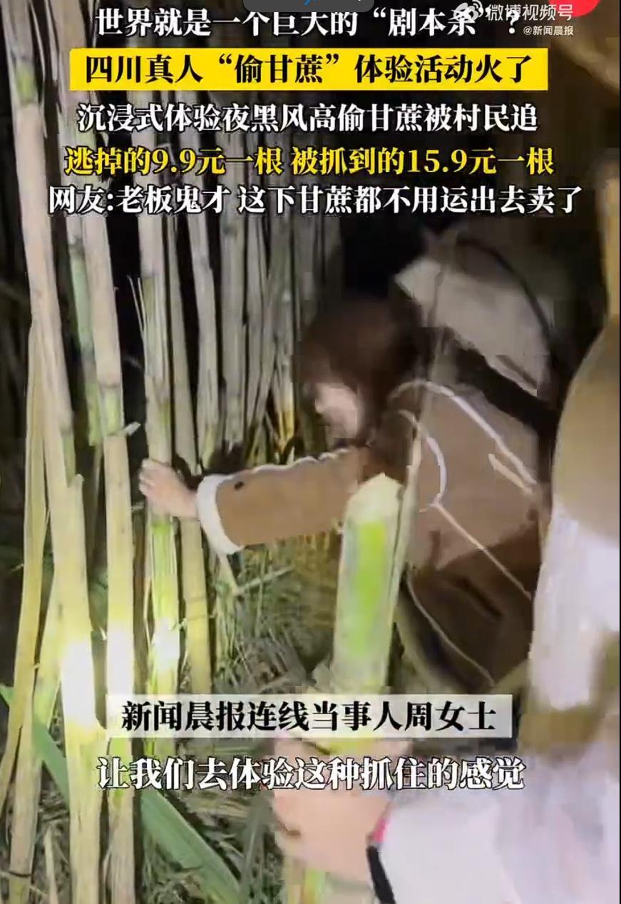 极目锐评丨四川“9.9元偷甘蔗”火了！“偷感”狂欢背后的风险不可忽视