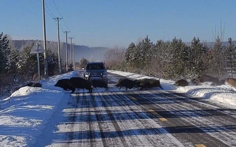 女子北极村偶遇五六十头野猪组团横穿马路：速度比车还快，还在雪地狂奔