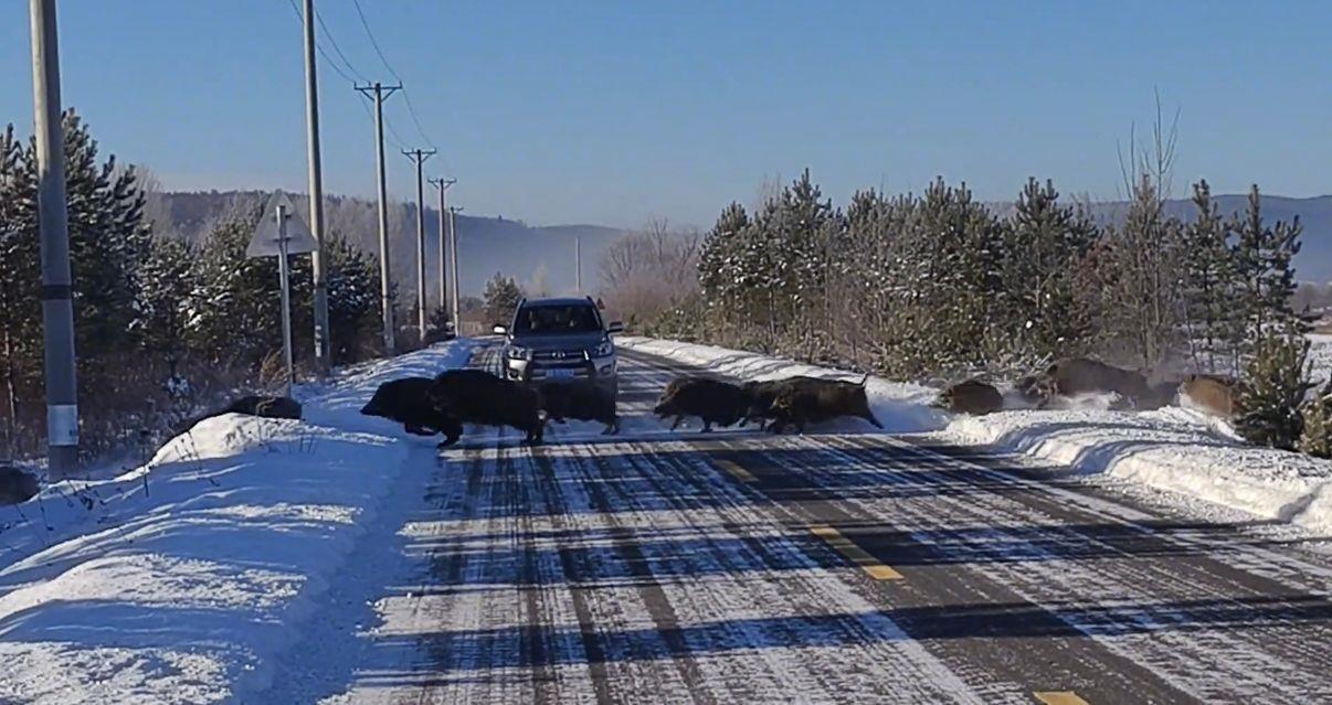 女子北极村偶遇五六十头野猪组团横穿马路：速度比车还快，还在雪地狂奔