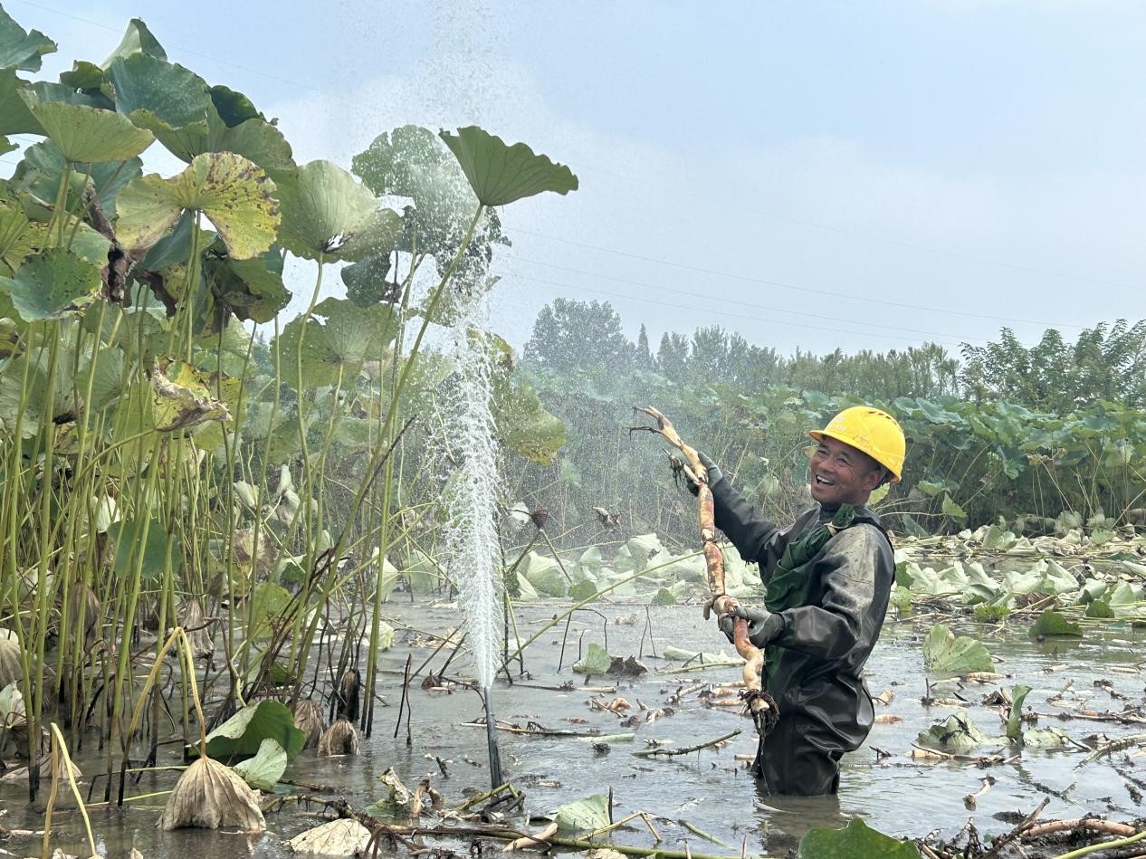 潜江老藕农靠科技种藕 200亩藕塘迎丰收