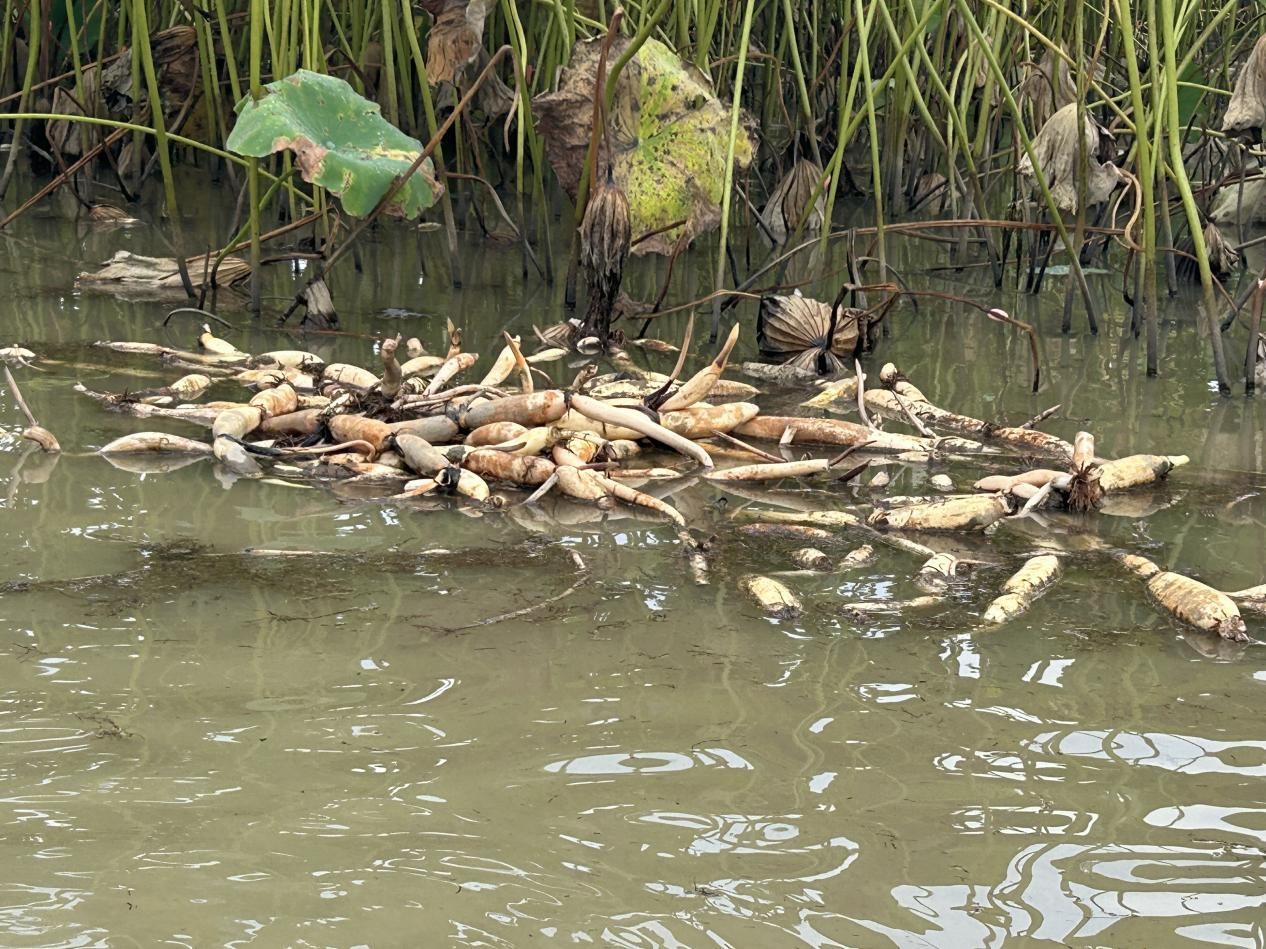 潜江老藕农靠科技种藕 200亩藕塘迎丰收