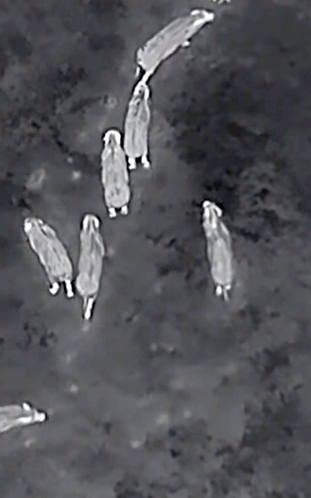 赏金猎人配备狩猎无人机捕杀200头野猪获奖30万元  “护农神器”会否成为“空中杀手”