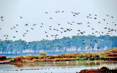 武汉天鹅湖成观鸟胜地