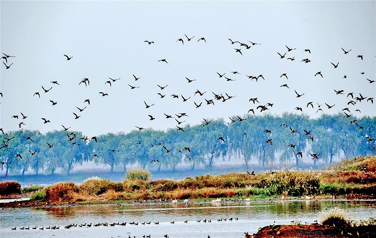 武汉天鹅湖成观鸟胜地