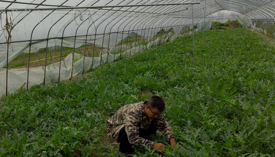 一颗小番茄 带富一方人