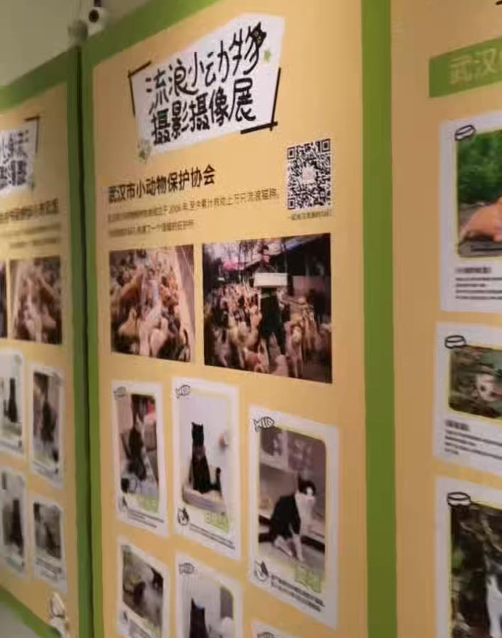 蒜鸟+动物保护，“带我回家”快闪店亮相江城