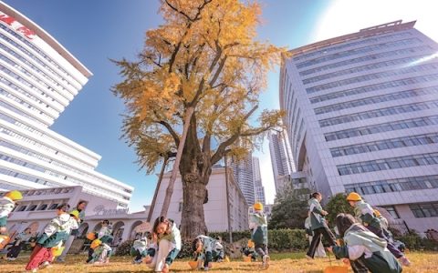 银杏与枫叶平分秋色