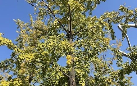 街头已有银杏开始变黄 本月底“汉阳树”或披金甲