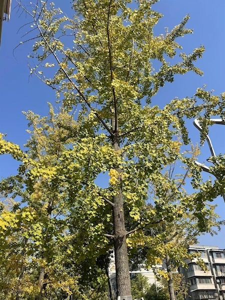 街头已有银杏开始变黄 本月底“汉阳树”或披金甲