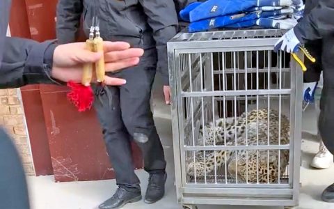 花豹爬进农户院子被“瓮中捉鳖” 户主清晨发现报警，它被麻醉后装笼抬走