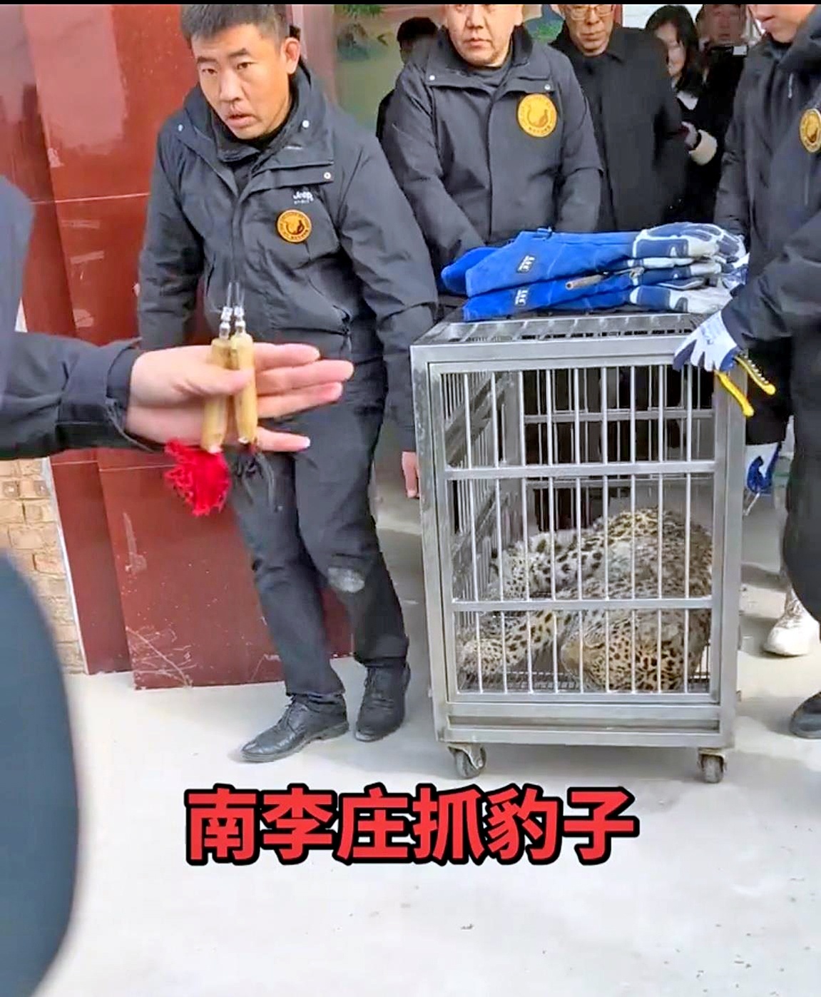 花豹爬进农户院子被“瓮中捉鳖” 户主清晨发现报警，它被麻醉后装笼抬走