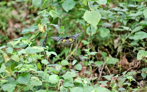 中国体型最大的蝴蝶现身湖北赤壁