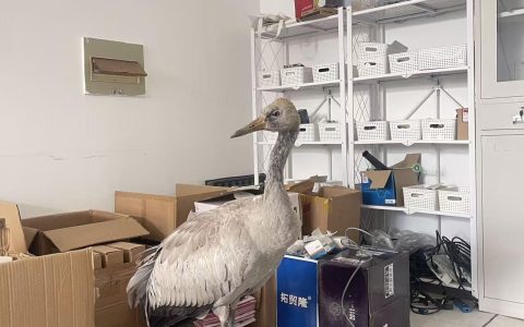 国保动物灰鹤“落难”校园获救助 武汉九峰森林动物园：待其状态好转后放归自然