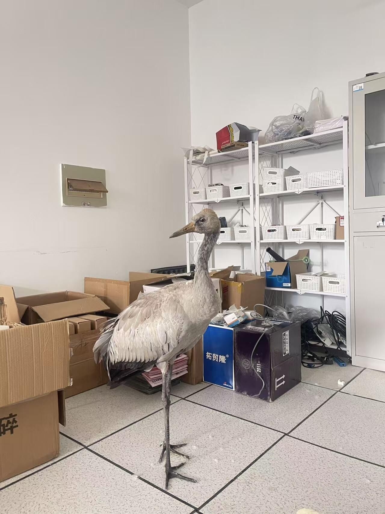 国保动物灰鹤“落难”校园获救助 武汉九峰森林动物园：待其状态好转后放归自然