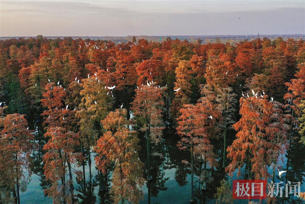 武汉水上森林，万余只候鸟成“常住户”