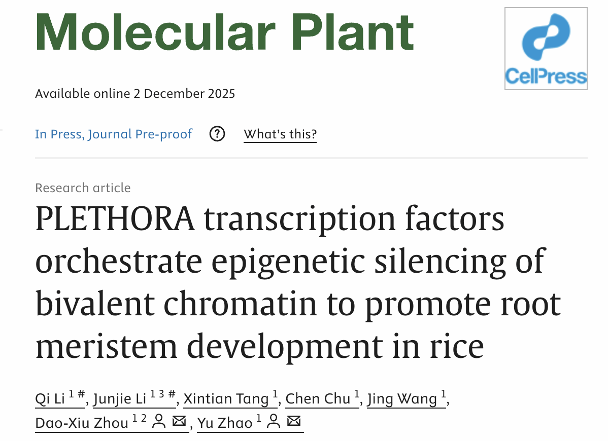 赵毓教授课题组揭示转录因子和组蛋白修饰酶协同调控水稻干细胞命运的新机制