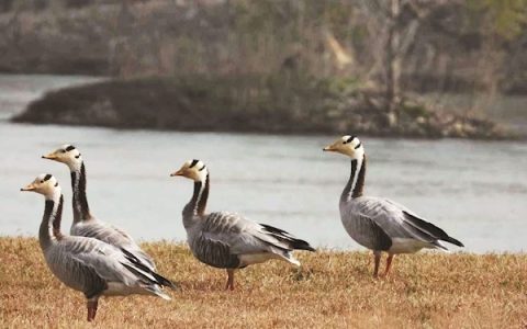 它能飞越喜马拉雅山脉 “高原精灵”斑头雁首现襄阳