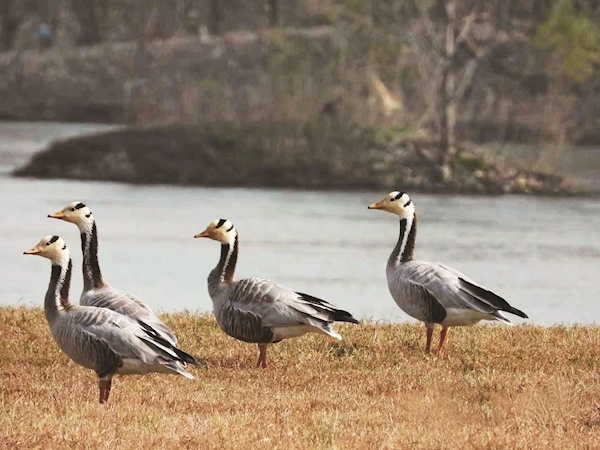 它能飞越喜马拉雅山脉 “高原精灵”斑头雁首现襄阳