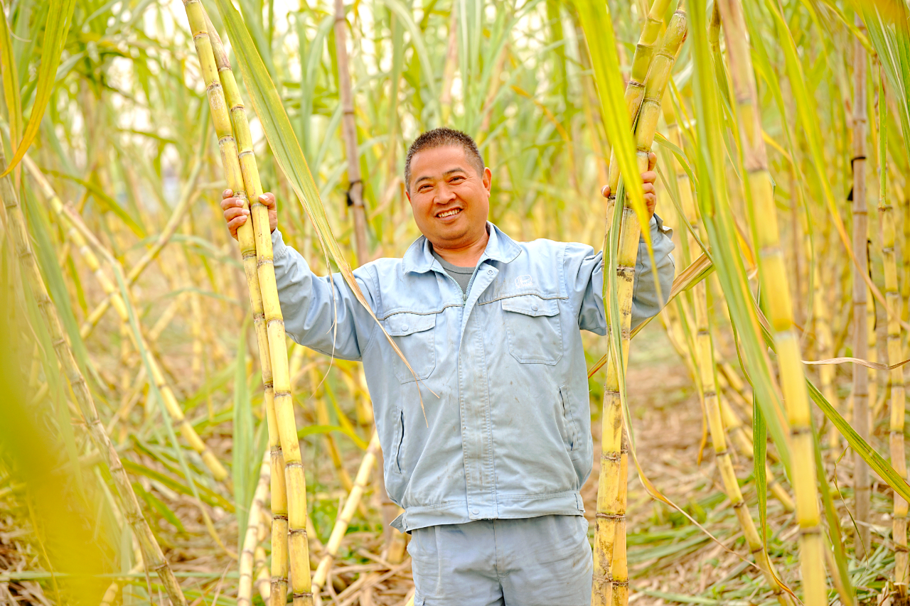 甘蔗快售笑开颜