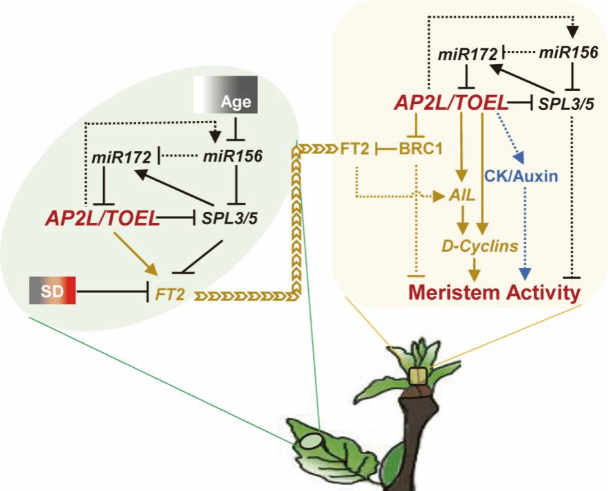 华中农业大学树木分子物候团队与瑞典农业科学大学团队合作找到林木干细胞响应节侯变化的开关