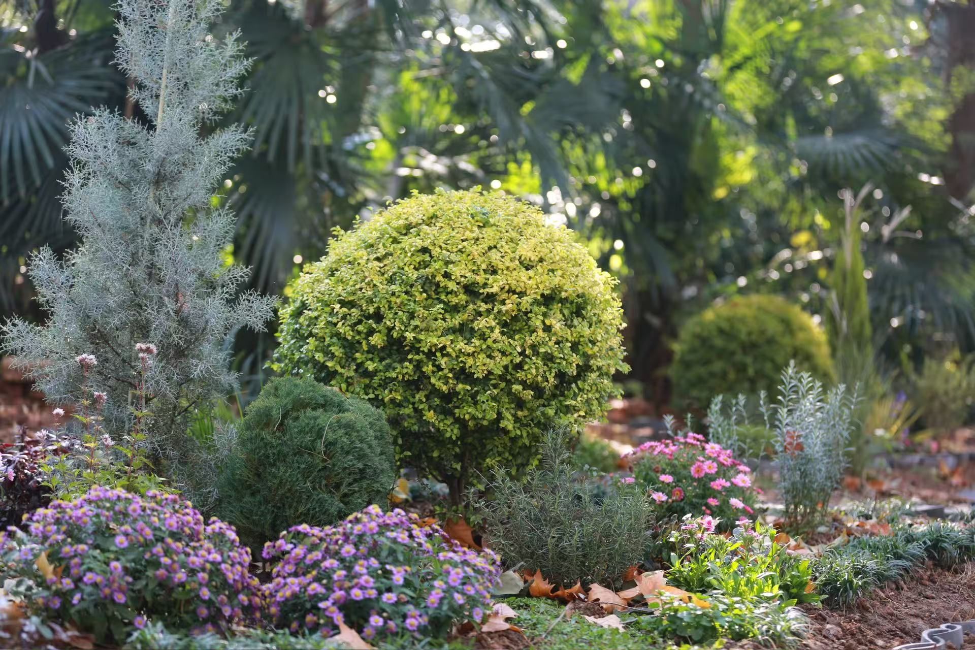 华中农业大学林肯大学联合学院“中新文化康养疗愈花园”正式开园