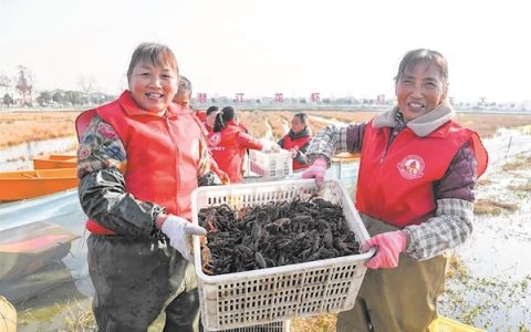 潜江龙虾冬捕开始 快来打卡冬天第一顿小龙虾