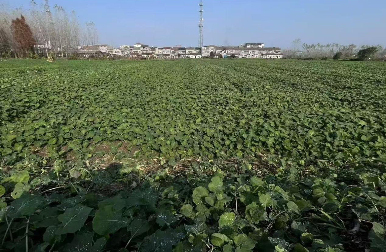 熊口镇：“小田并大田”绘就乡村振兴新图景