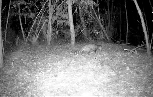 “一级国宝”小灵猫首现当阳国家湿地公园