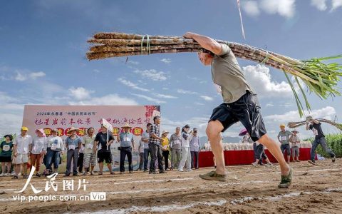 我市首届扛甘蔗大赛燃爆周末