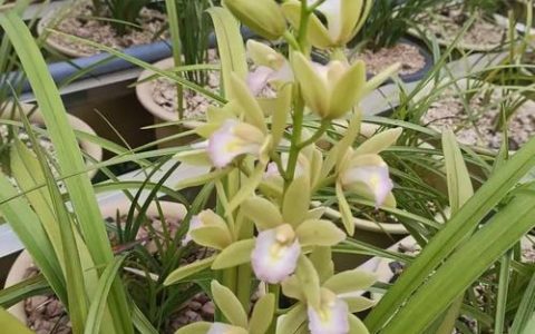 罗田以兰花产业为媒激活绿色发展新动能