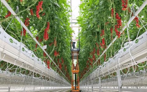 咸安马桥镇高赛村：智能大棚育出“巨人椒”科技赋能铺就丰收路