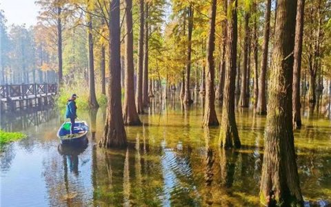 “水上森林”披红装