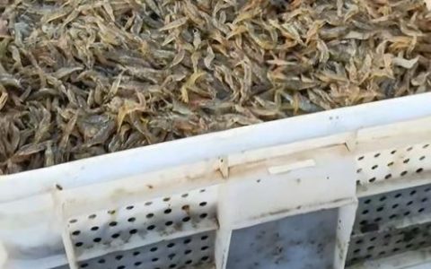 小米虾解锁虾塘“增收密码”