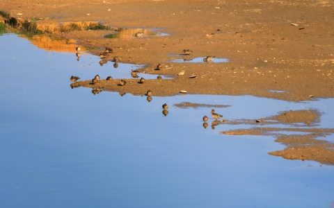 府河湿地：越冬候鸟倍增