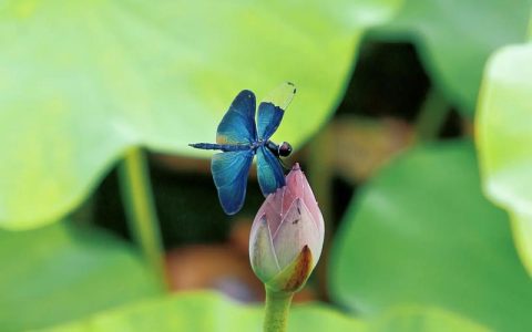 东湖评论：早有蜻蜓立“鄂”头