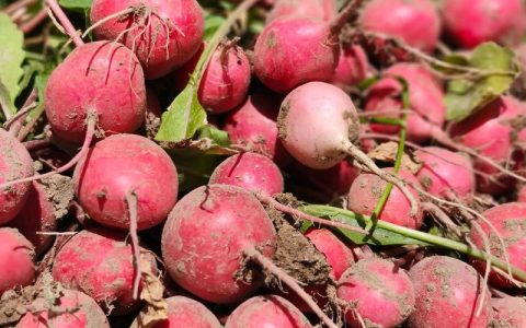 咸安马桥村 脆嫩萝卜迎丰收