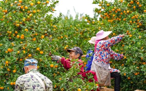 甜蜜的丰收 嘉鱼糖桔进入采摘季