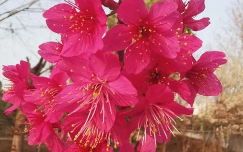 武汉有支樱花科研团队，樱花新品种研发国际领先