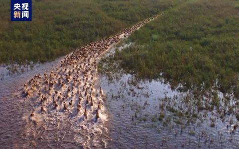 总书记看见的洞庭麋鹿是石首去的