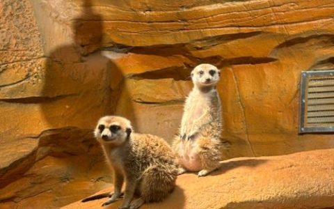 从诺亚方舟到东方乐园