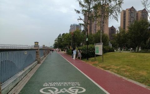 对颐阳路行道树“精修塑形”  城市“绿线”更靓更安全