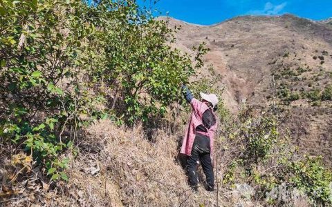 整合零散山地资源带动农户参与种植 崇阳路口镇小油茶成为强村富民大产业