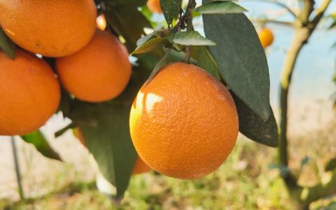 崇阳山间5000斤“父爱橙”盼您来尝鲜你有好货我来吆喝