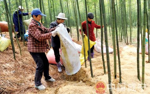 崇阳青山镇抢抓时机为雷竹“穿冬衣”