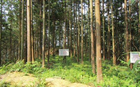 崇阳推进改革盘活林业资源